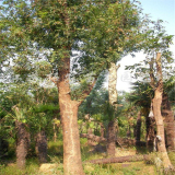 黃連木移植苗批發(fā) 規(guī)格齊全 景區(qū)道路行道樹 園林綠化工程苗