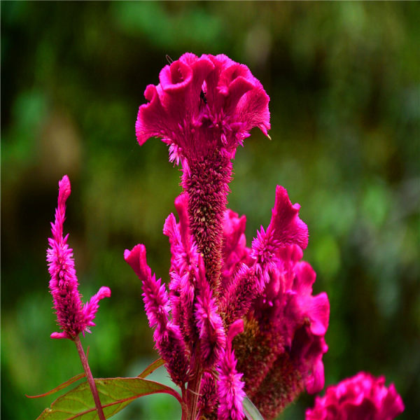 雞冠花