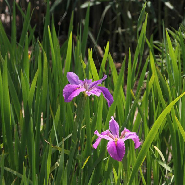 菖蒲