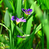 菖蒲盆栽 河道公园置景 湿地绿化用 根系发达 小区花镜种植苗