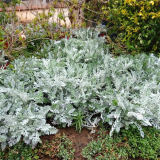 銀葉菊 種植基地 宿根植物 長(zhǎng)勢(shì)快 容器苗地被栽植綠化苗