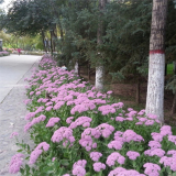 八寶景天 多芽粗放管理 多年生肉質(zhì)草本植物 花壇花境布置