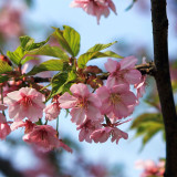 日本早櫻 工程綠化用苗 景區(qū)公園觀賞 自有基地種植出售