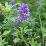 紫花苜蓿 多年生草本 园林花坛花镜造景栽植苗