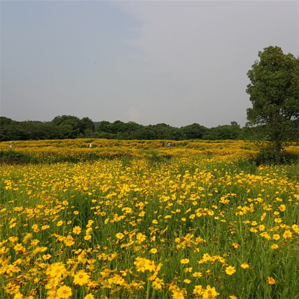 大花金鸡菊