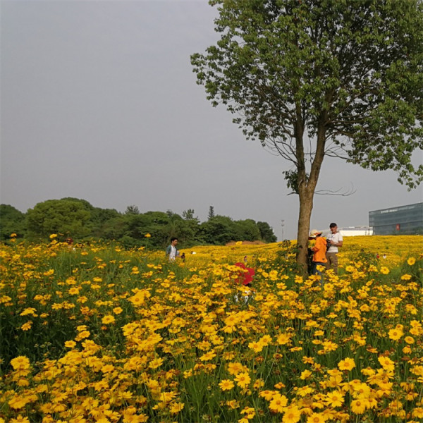 大花金鸡菊