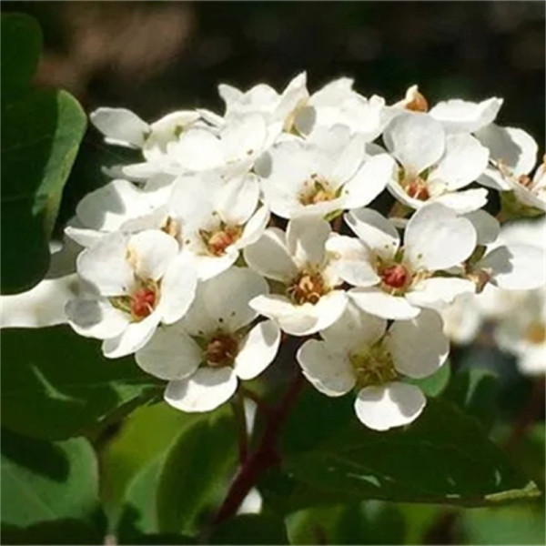 三裂繡線菊