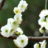 常年出售綠萼梅 盆景盆栽 公園道路園林觀花苗 庭院小區(qū)觀賞開花植物