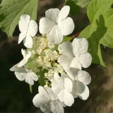 瓊花小苗批發(fā) 落葉灌木多分枝 花壇花鏡觀賞性種植園林綠化用苗