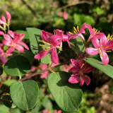 藍(lán)葉忍冬 藍(lán)綠色的葉片 紅色的花朵 耐寒耐旱 園林綠化栽植苗