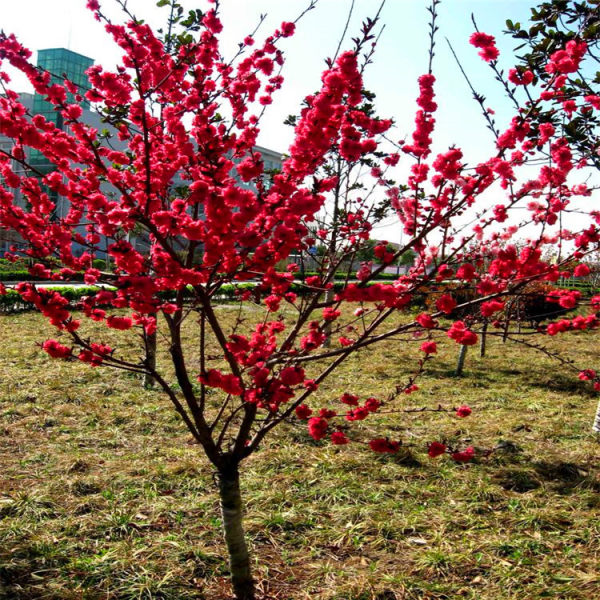 紅梅