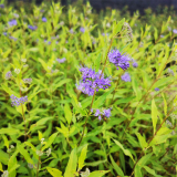 金葉蕕種植基地 觀花觀葉花灌木品種 色帶綠籬園林綠化造景苗