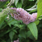 基地供應(yīng)醉魚草 花色豐富 花壇花鏡布置材料 道路綠化苗