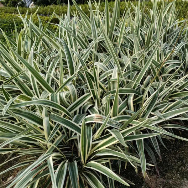 花葉三管蘭