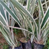 花葉三管蘭 小苗批發(fā) 花壇花鏡觀賞性配植 庭院小區(qū)園林綠化苗