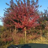 基地供應 金陵紅楓移植苗 樹姿優(yōu)美 庭院綠化公園小區(qū)別墅道路行道樹