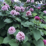 臭牡丹別名大紅 臭八寶 花壇花鏡花海觀賞性種植 園林綠籬地被植物苗