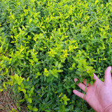 基地出售 扶芳藤 護(hù)坡植物耐寒植物 易栽植庭院公園景觀工程苗