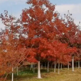 北美紅櫟別名紅槲櫟 美國(guó)橡樹(shù) 小區(qū)庭院公園行道風(fēng)景觀賞樹(shù)