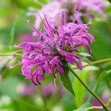 苗圃出售美國(guó)薄荷 花色艷麗 盆栽庭園 花壇花鏡綠植工程苗