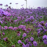 桑托斯马鞭草基地批发 花镜切花材料园林种植绿化观赏草