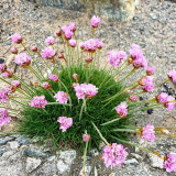 苗圃出售海石竹 花镜花坛布置 观赏花卉 园林绿化 景区造景