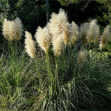 矮蒲葦 河邊綠化綠化植物 庭院園林小區(qū)觀賞苗 路邊公園栽植苗