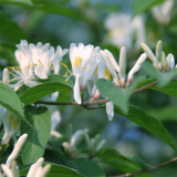 基地出售忍冬 规格齐全 庭院别墅种植观赏花镜切花材料 品种全