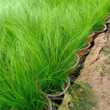 細葉針茅 濕地河道綠化苗 凈化水質(zhì) 公園庭院園林綠化苗木