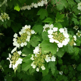 基地出售欧洲荚蒾 庭院栽培种植观赏苗 园林景区绿化工程苗