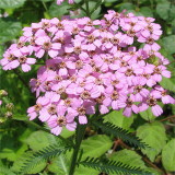 高山蓍草 花期長多年生草本植物 庭院道路綠化 景區(qū)園林造景苗