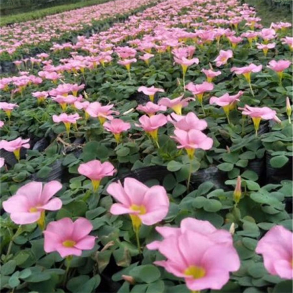 芙蓉酢浆草