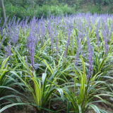 基地出售麥冬 庭院花壇種植觀賞 公園道路綠化 多年生草本植物