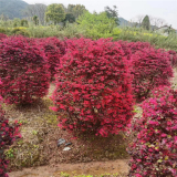 红花檵木球 规格齐全 园林景区球类观赏苗 道路花坛栽植苗