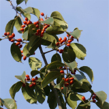 基地出售紅果冬青 規(guī)格齊全 庭院鮮花盆栽 地栽 盆景耐寒造景苗