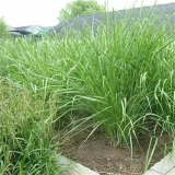 基地出售紫田根 多年生草本 耐鹽堿耐濕 濕地公園綠化造景