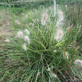 白美人狼尾草 护坡固土绿化草 花坛花镜盆栽地栽道路旁栽植苗