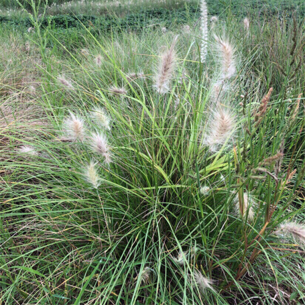 白美人狼尾草