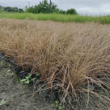 棕红苔草 多年生草本植物桔红苔草 园林地被绿化固土护坡工程草