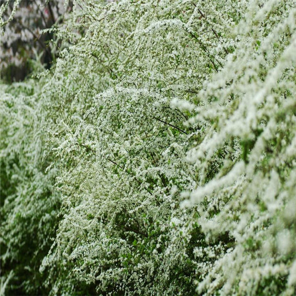 噴雪花