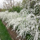 基地出售噴雪花 白色花系 耐寒 庭院花壇地被綠化觀賞花苗