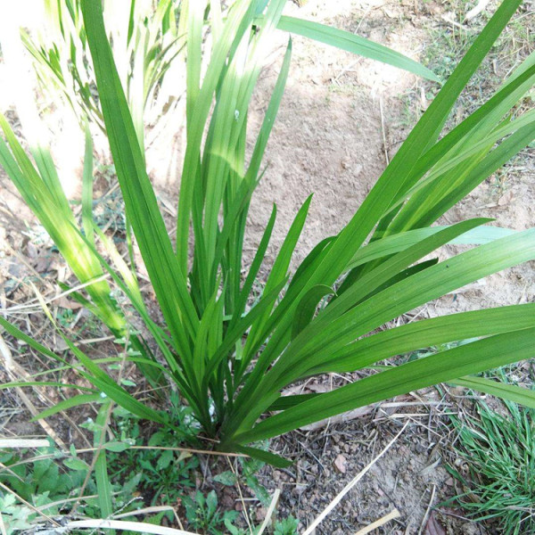 水菖蒲