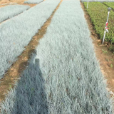 藍羊茅種植基地 園林綠化點綴種植 冷季觀賞性草 市政小區(qū)綠化