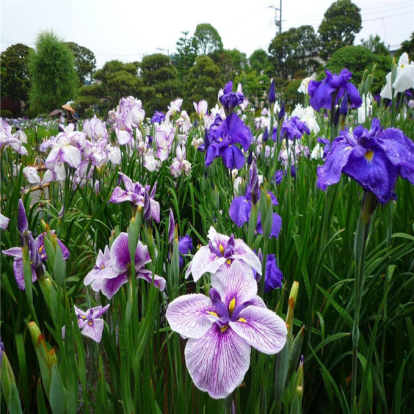 大花菖蒲