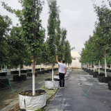 基地出售沼生櫟 綠柱 庭院小區(qū)園林風(fēng)景樹 工程綠化行道樹