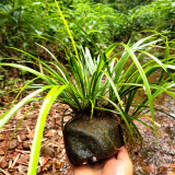 石菖蒲种植 河道公园置景 适应性较强 地被景观植物 水体绿化