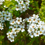 珍珠繡線菊移植苗 庭院小區(qū)風(fēng)景樹(shù) 道路園林綠化工程苗木