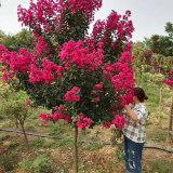 红火球紫薇移植苗出售 花坛花镜种植观赏花卉道路色块绿篱工程苗