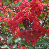 紅火箭紫薇 花壇花鏡種植觀賞花卉道路色塊綠籬工程苗