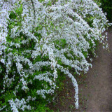 噴雪花苗批發(fā) 庭院別墅小區(qū)道路觀賞花卉 園林綠化工程苗